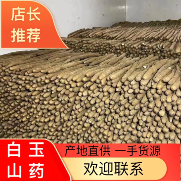 山东聊城莘县白玉山药抢购中，