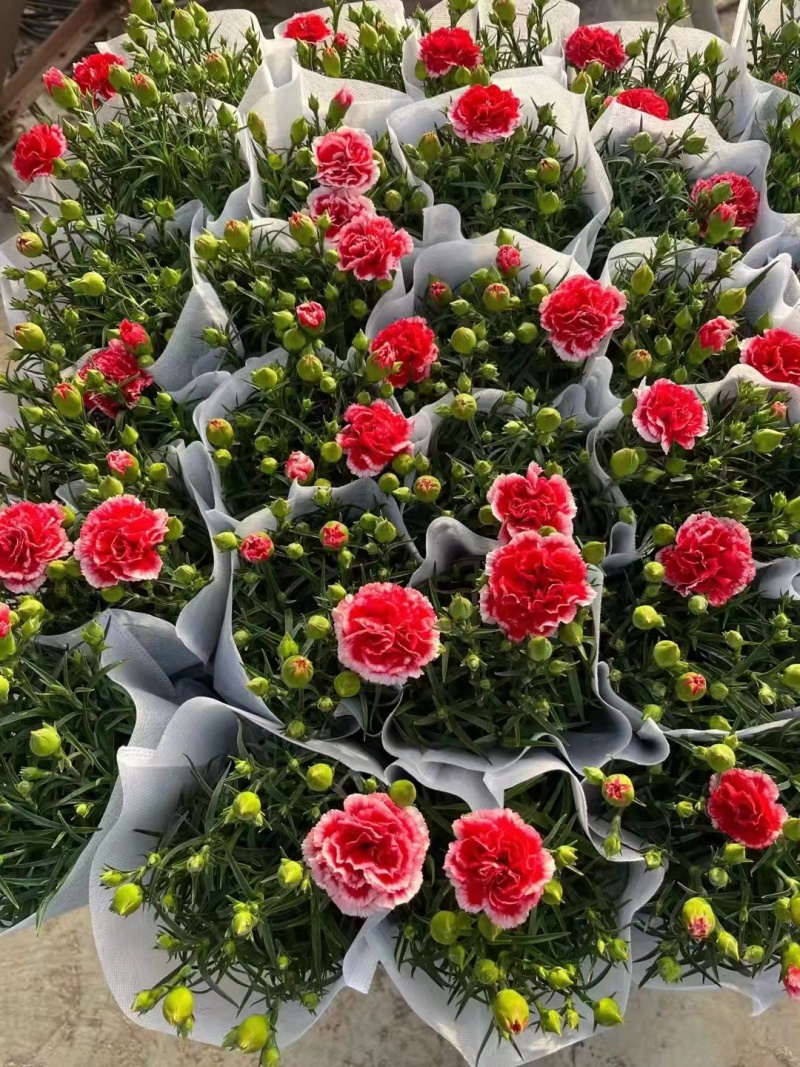 康乃馨盆栽重瓣四季开花不断室内观花花卉植物