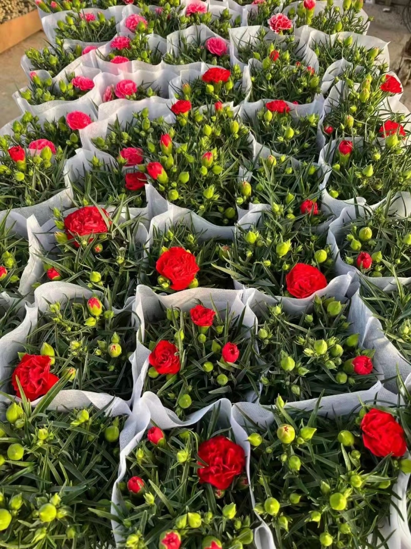康乃馨盆栽重瓣四季开花不断室内观花花卉植物