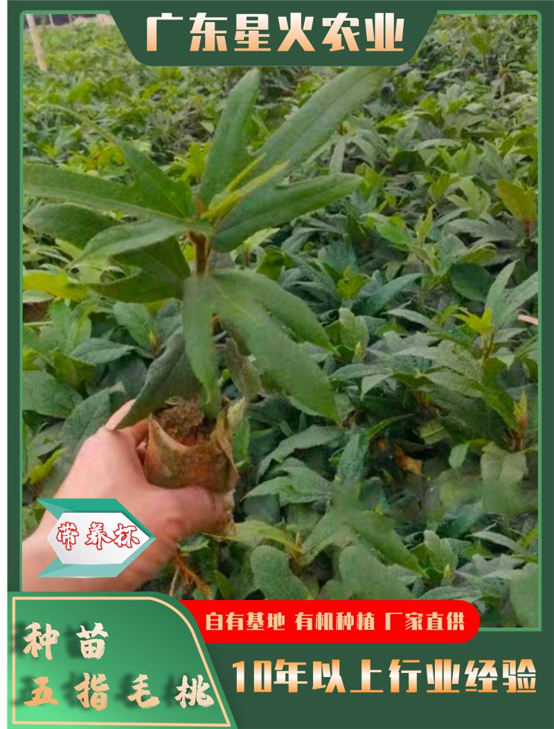 五指毛桃苗五指毛桃优质种苗种植基地批发直销