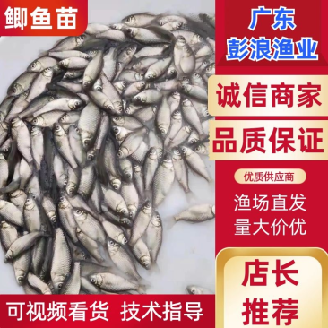广东鲫鱼苗苗场直发品质保证，免费提供技术欢迎订购