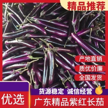 广东精品茄子紫红长茄产地直销质优价廉货源充足可视频看货