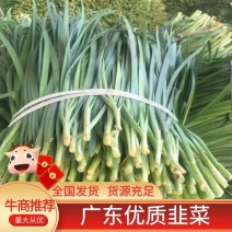 广东徐闻大量优质，精品韭菜常年供应质量保证欢迎实地考察