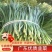 广东徐闻大量优质，精品韭菜常年供应质量保证欢迎实地考察