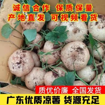 广东精品豆薯大量新苗优质凉薯供应一手货源量大从优欢迎选购