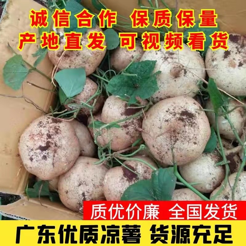 广东精品豆薯大量新苗优质凉薯供应一手货源量大从优欢迎选购