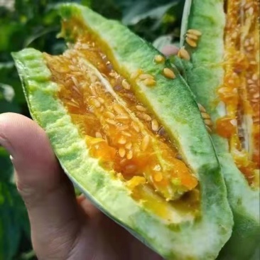 山东潍坊羊角蜜甜瓜大量上市价格便宜，货源充足，质量保证
