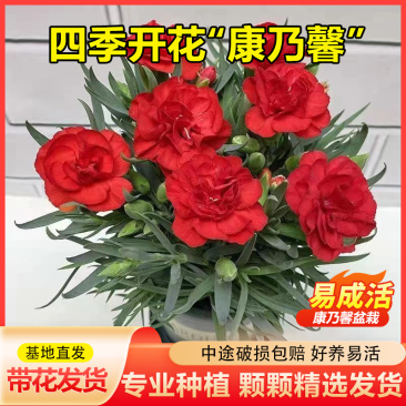 康乃馨盆栽重瓣四季开花不断室内观花花卉植物
