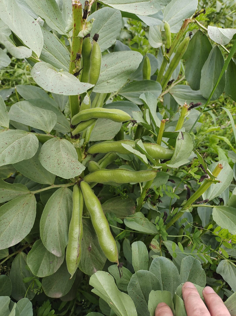 【蚕豆】湖北蚕豆量大从优干蚕豆，可视频看货品质保证