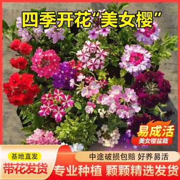 美女樱盆栽四季开花易爆盆庭院阳台室内花卉
