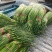 白帽、红帽蒜薹干苔苔长80一手货源产地直发