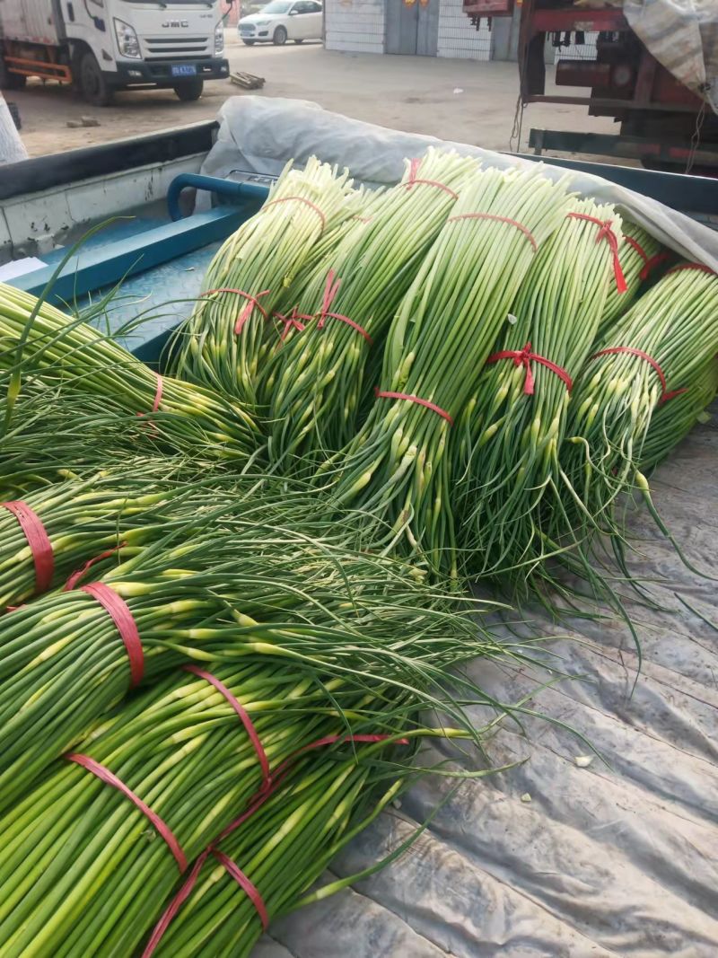 白帽、红帽蒜薹干苔苔长80一手货源产地直发