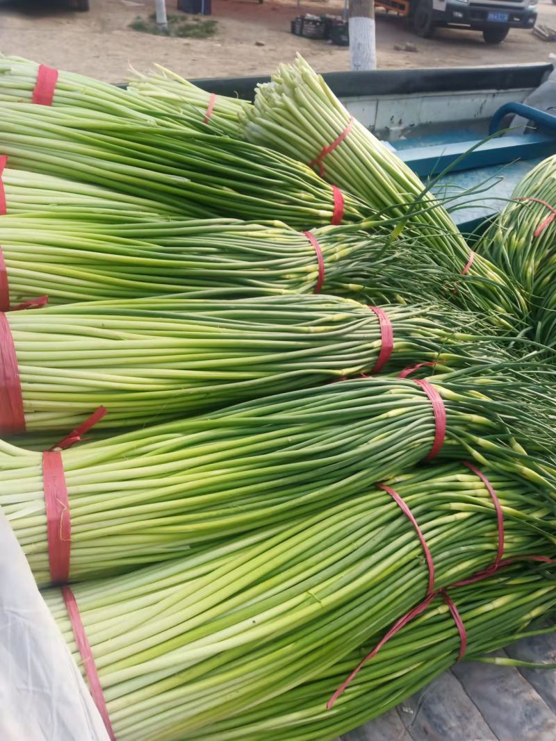 白帽、红帽蒜薹干苔苔长80一手货源产地直发