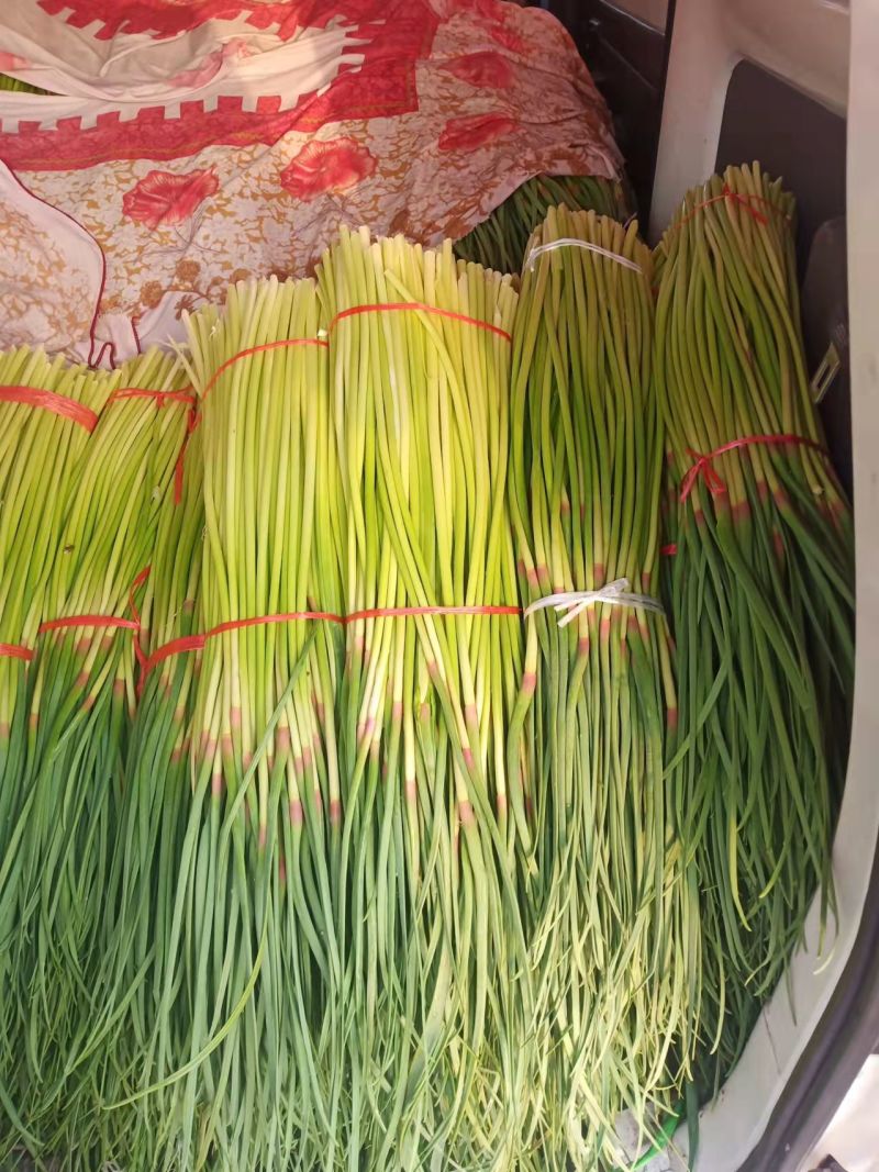 白帽、红帽蒜薹干苔苔长80一手货源产地直发
