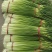 白帽、红帽蒜薹干苔苔长80一手货源产地直发