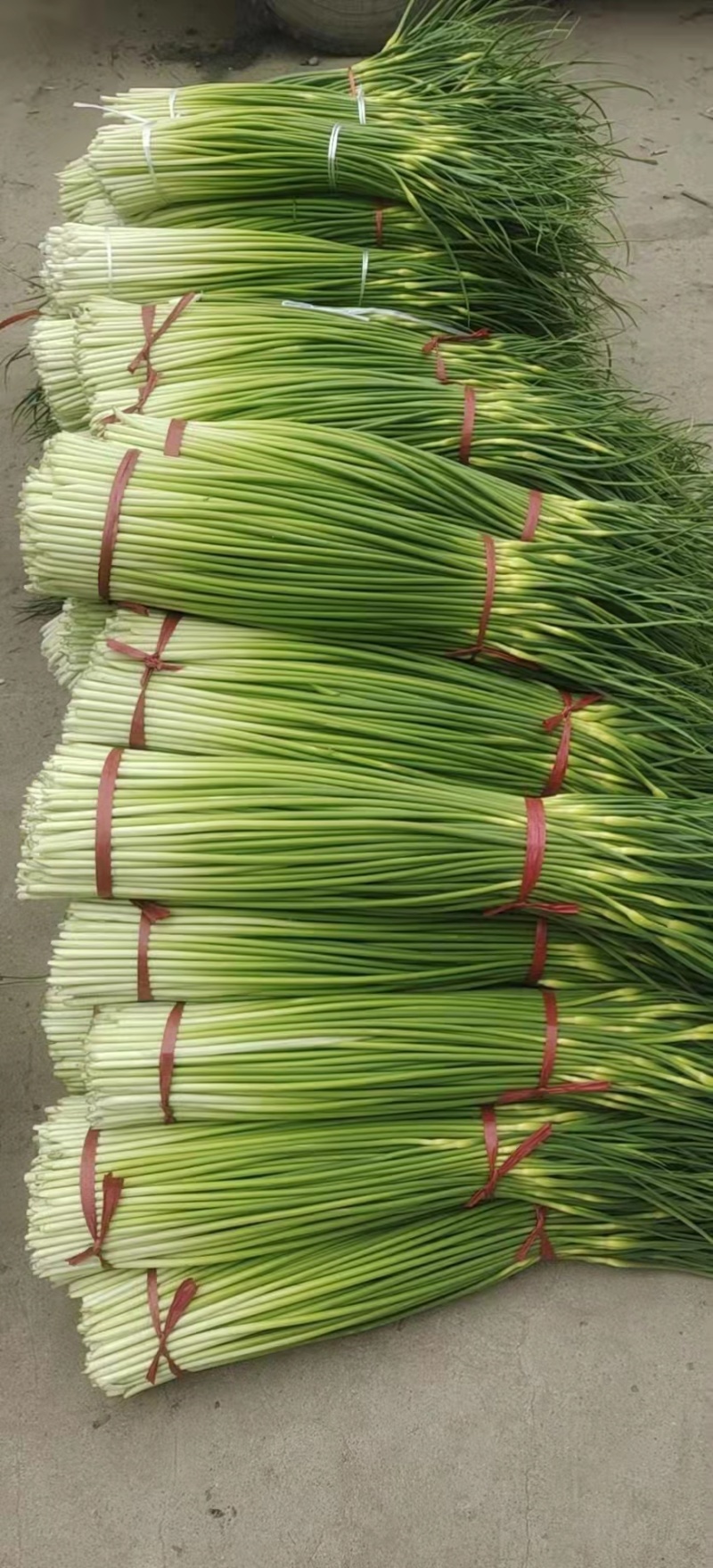 白帽、红帽蒜薹干苔苔长80一手货源产地直发