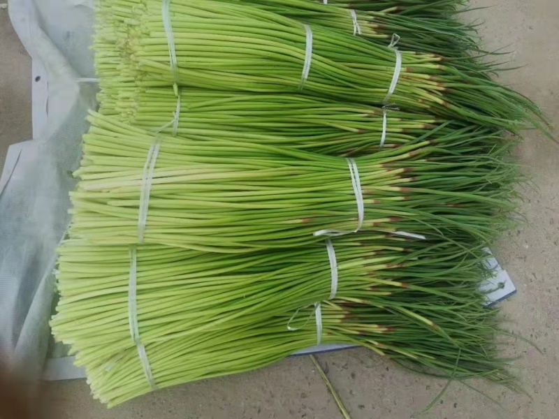白帽、红帽蒜薹干苔苔长80一手货源产地直发