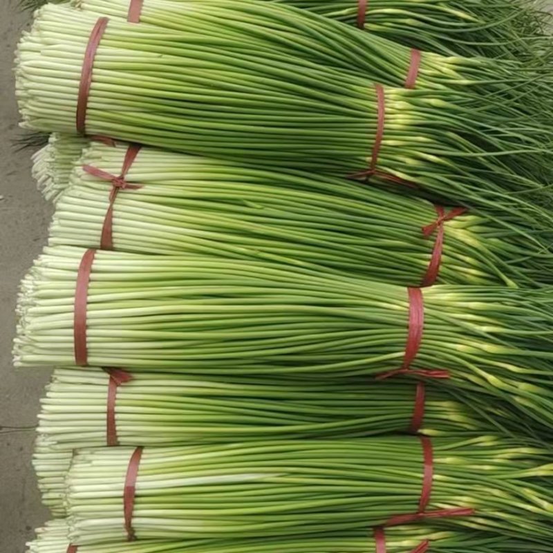 白帽、红帽蒜薹干苔苔长80一手货源产地直发