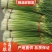 白帽、红帽蒜薹干苔苔长80一手货源产地直发