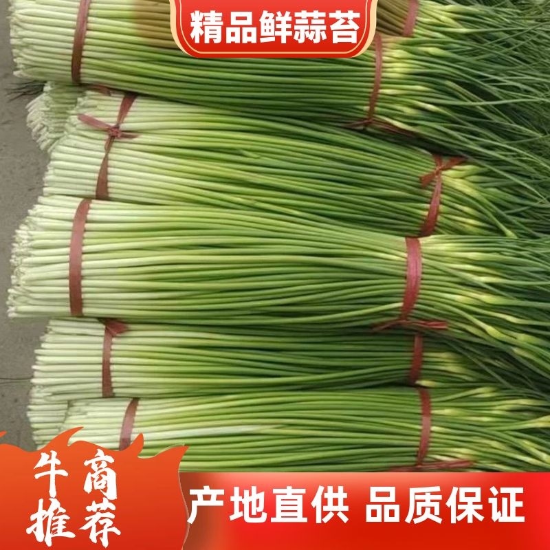 白帽、红帽蒜薹干苔苔长80一手货源产地直发
