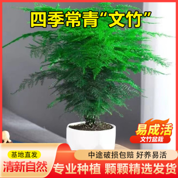 精美文竹组盆办公室客厅大型盆景四季常青绿植