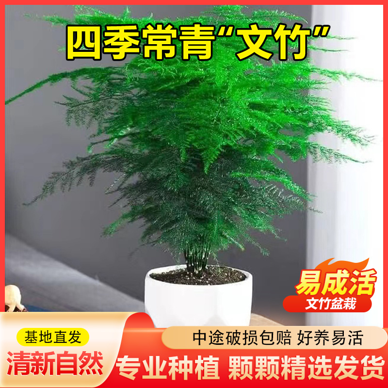 精美文竹组盆办公室客厅大型盆景四季常青绿植