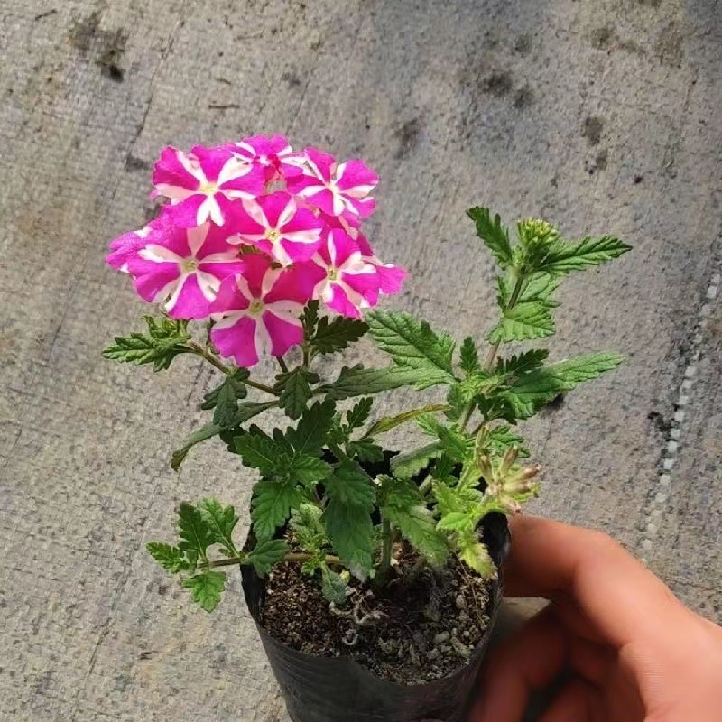美女樱盆栽四季开花易爆盆庭院阳台室内花卉