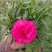 康乃馨盆栽重瓣四季开花不断室内观花花卉植物