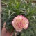 康乃馨盆栽重瓣四季开花不断室内观花花卉植物