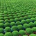 绿地球蕨类植物室内桌面绿植盆栽净化空气四季常青