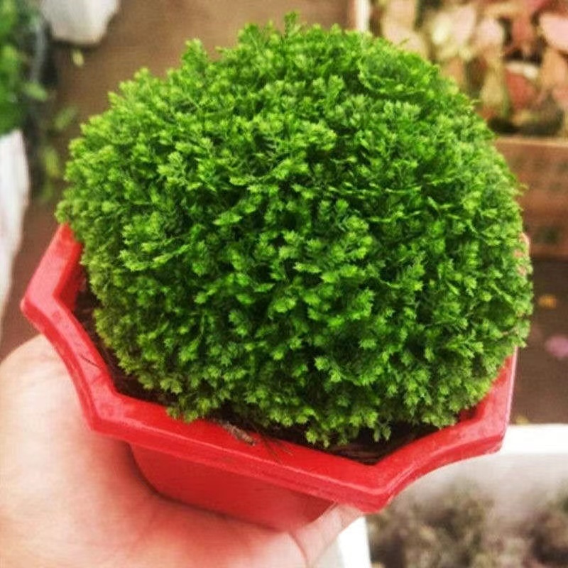 绿地球蕨类植物室内桌面绿植盆栽净化空气四季常青