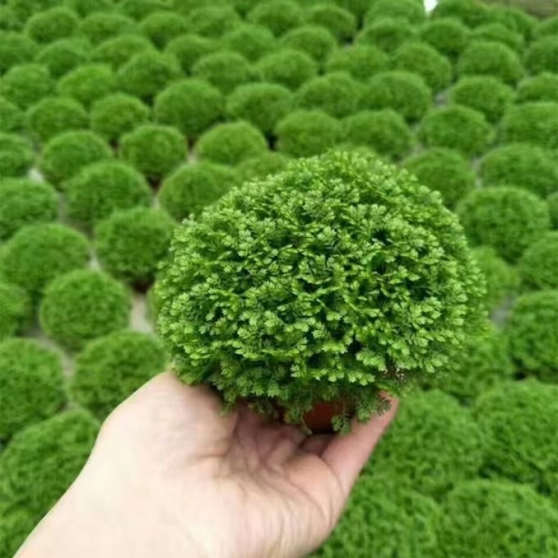 绿地球蕨类植物室内桌面绿植盆栽净化空气四季常青