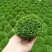 绿地球蕨类植物室内桌面绿植盆栽净化空气四季常青