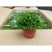 绿地球蕨类植物室内桌面绿植盆栽净化空气四季常青