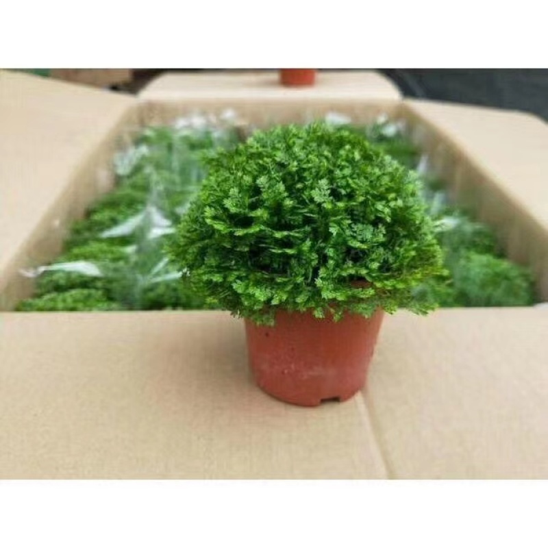 绿地球蕨类植物室内桌面绿植盆栽净化空气四季常青