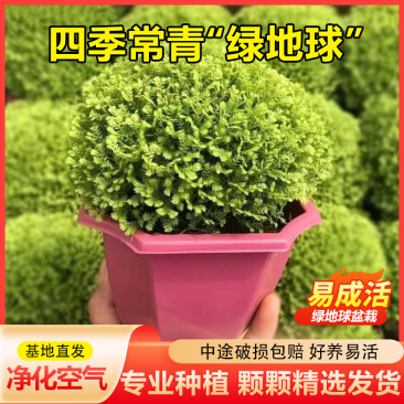绿地球蕨类植物室内桌面绿植盆栽净化空气四季常青