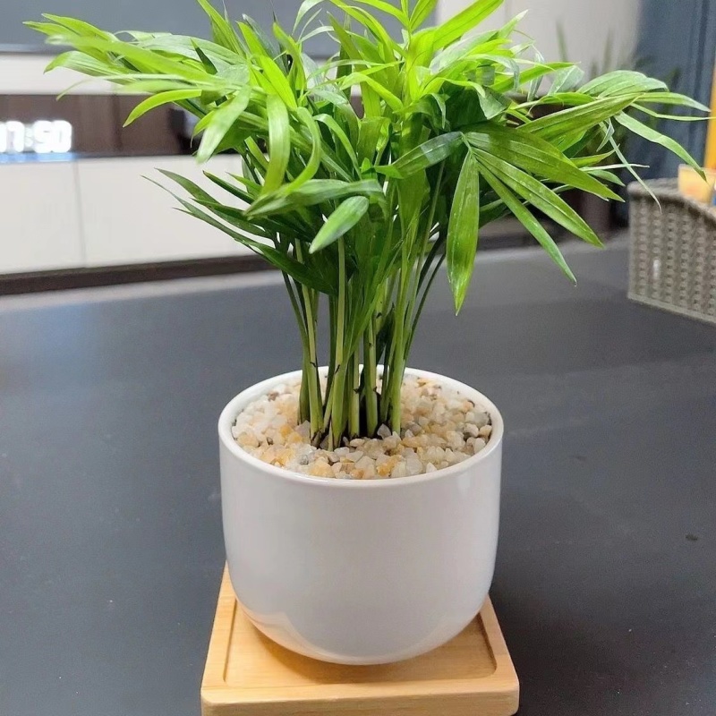 袖珍椰子树好养室内桌面小盆栽净化空气植物盆景