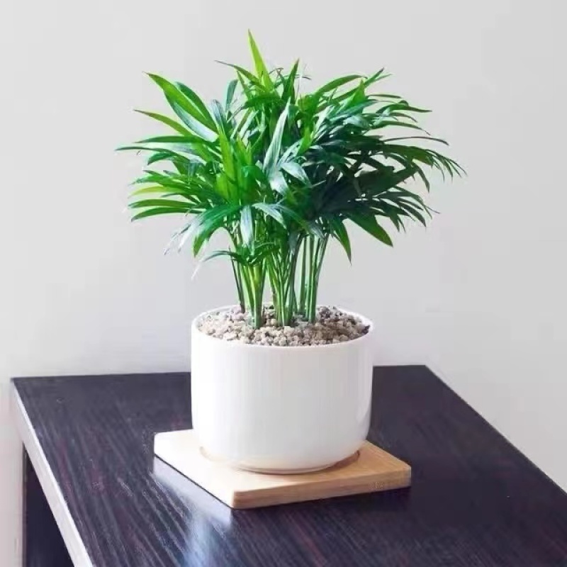 袖珍椰子树好养室内桌面小盆栽净化空气植物盆景