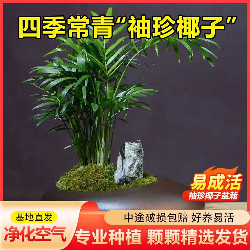 袖珍椰子树好养室内桌面小盆栽净化空气植物盆景