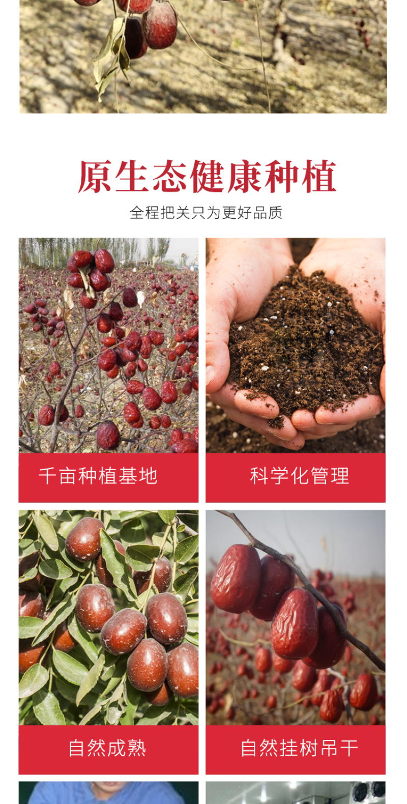 神农唛精选若羌红枣500g/袋