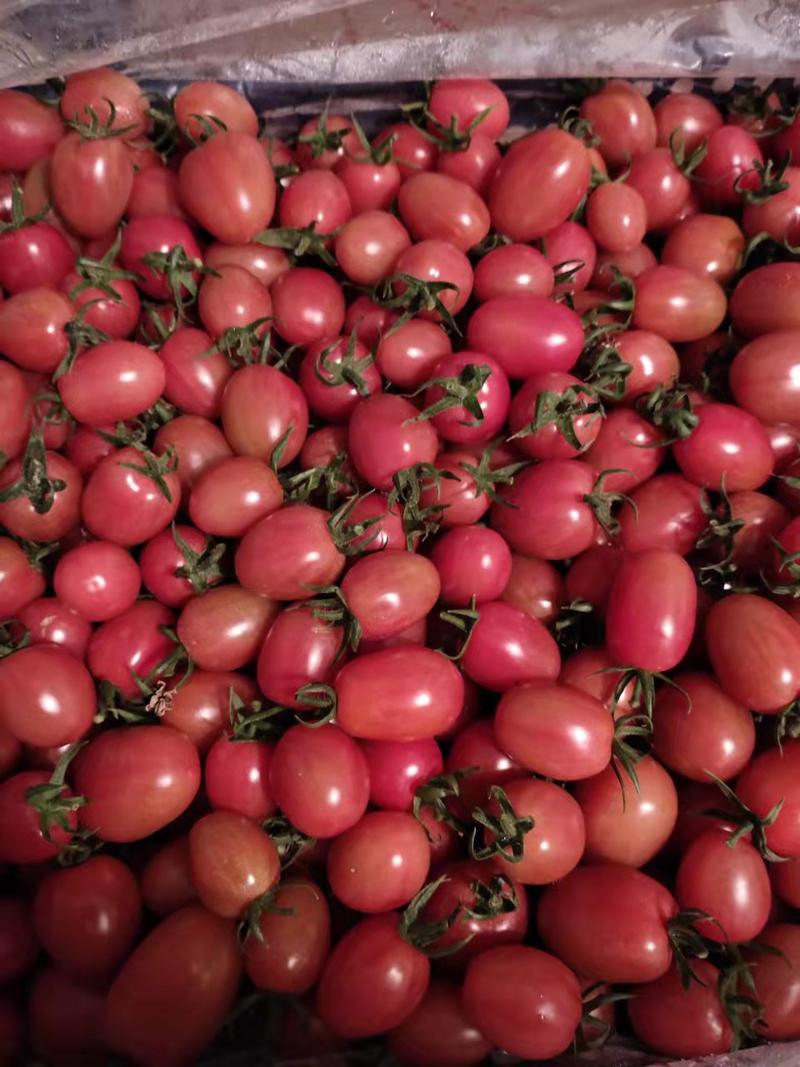 正宗盘锦409小柿子圣女果质量好量大从优电商超市全国发货