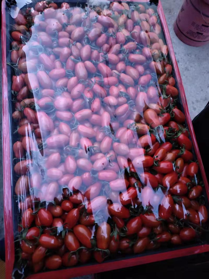 正宗盘锦409小柿子圣女果质量好量大从优电商超市全国发货