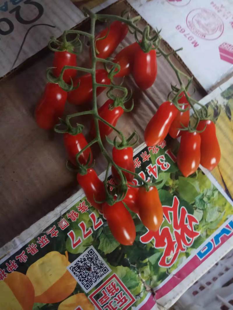 正宗盘锦409小柿子圣女果质量好量大从优电商超市全国发货