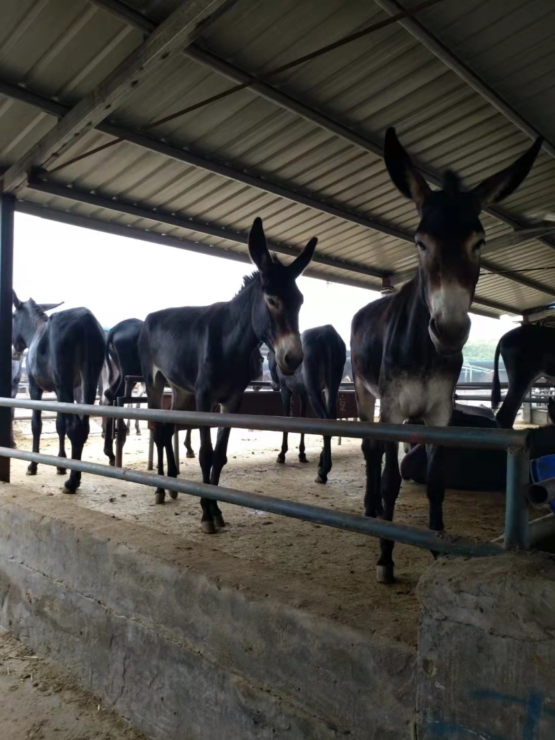 品质德州肉驴基地直供品质保证欢迎选购