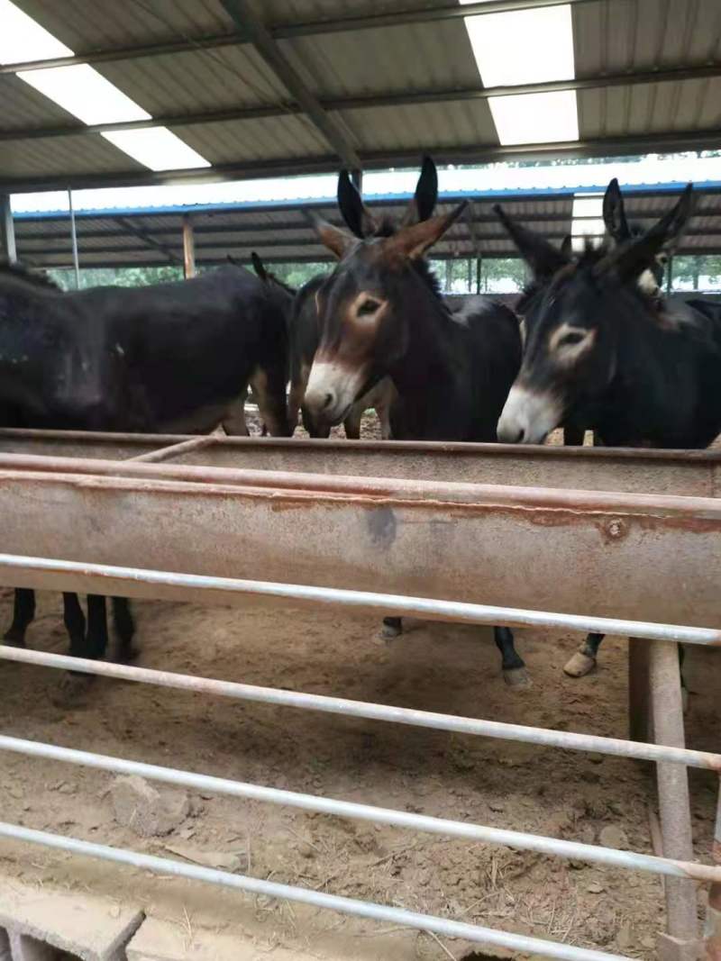 品质德州肉驴基地直供品质保证欢迎选购