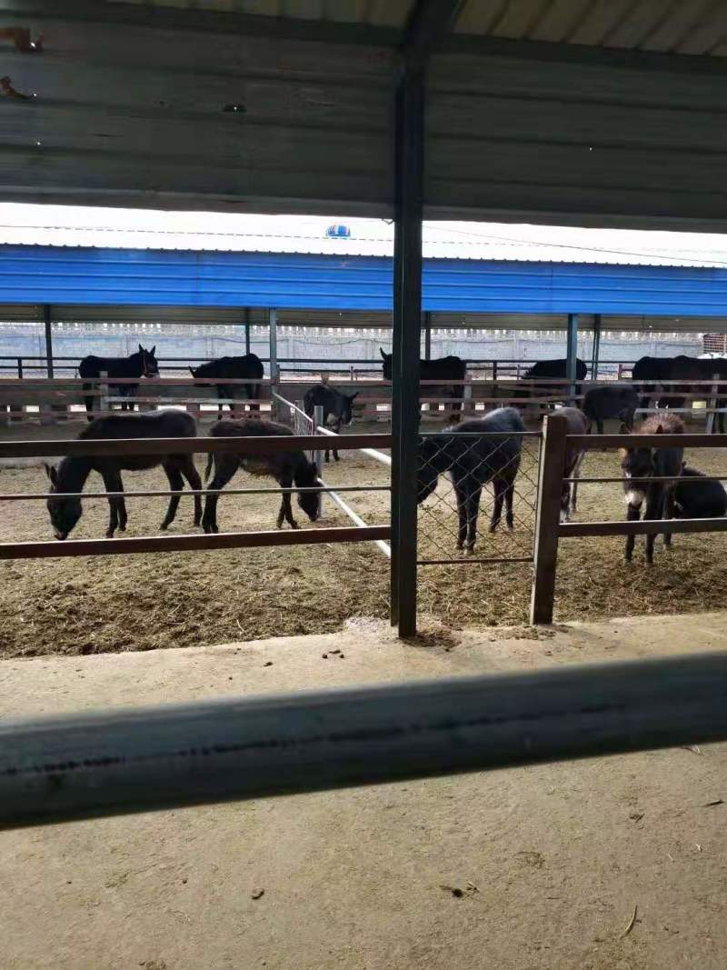 品质德州肉驴基地直供品质保证欢迎选购