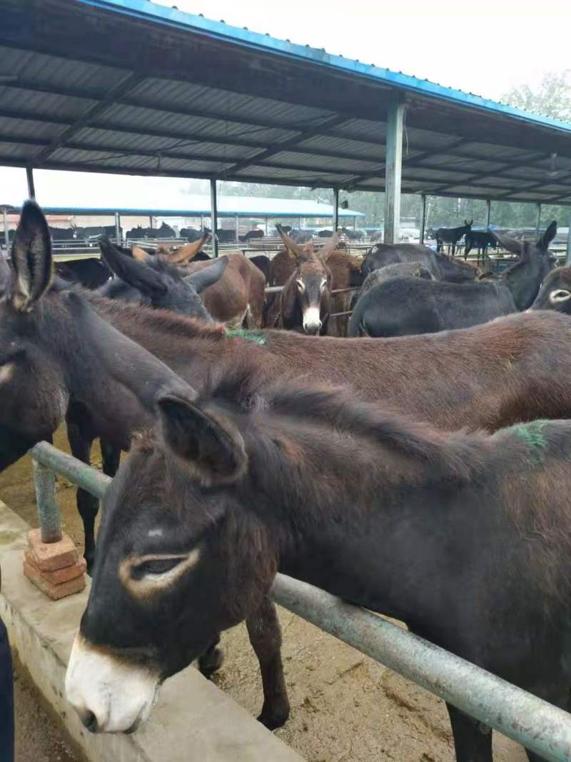 品质德州肉驴基地直供品质保证欢迎选购