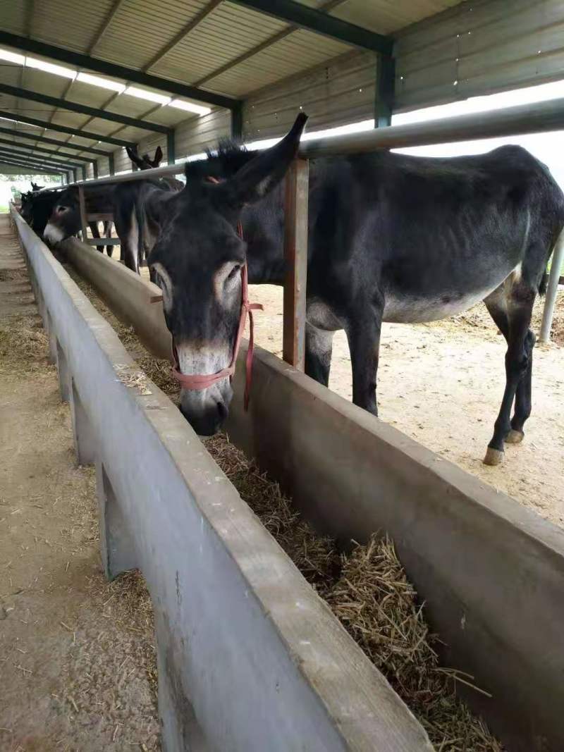 品质德州肉驴基地直供品质保证欢迎选购