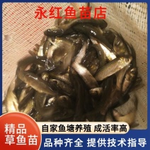 草鱼苗，杂交黄金草鱼苗，成活率高，抗病力强长势快欢迎咨询