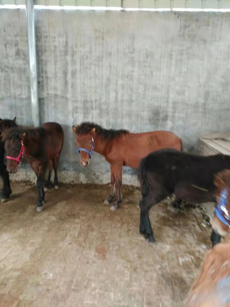 【热销】矮马基地直供品质保证对接各类客户欢迎咨询